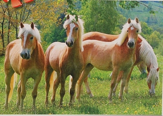 PUZZLE pucle pazl skládačka