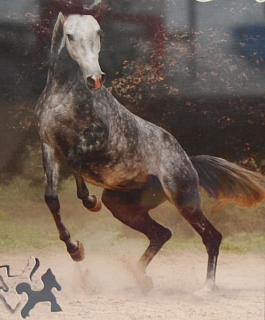 PUZZLE pucle pazl skládačka > varianta GROŠÁK PŘED