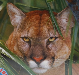 PUZZLE pucle pazl skládačka > varianta PUMA
