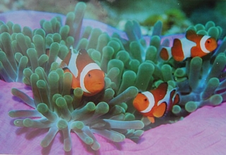 PUZZLE - edice ANIMALS > varianta NEMO