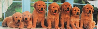 PUZZLE - edice ANIMALS > varianta ALL IN A ROW