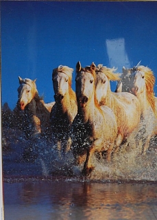 PUZZLE - edice ANIMALS > varianta HORSES